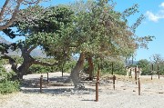 Thumbs/tn_Tamarisk_ tree.Elafonissi.Crete.jpg